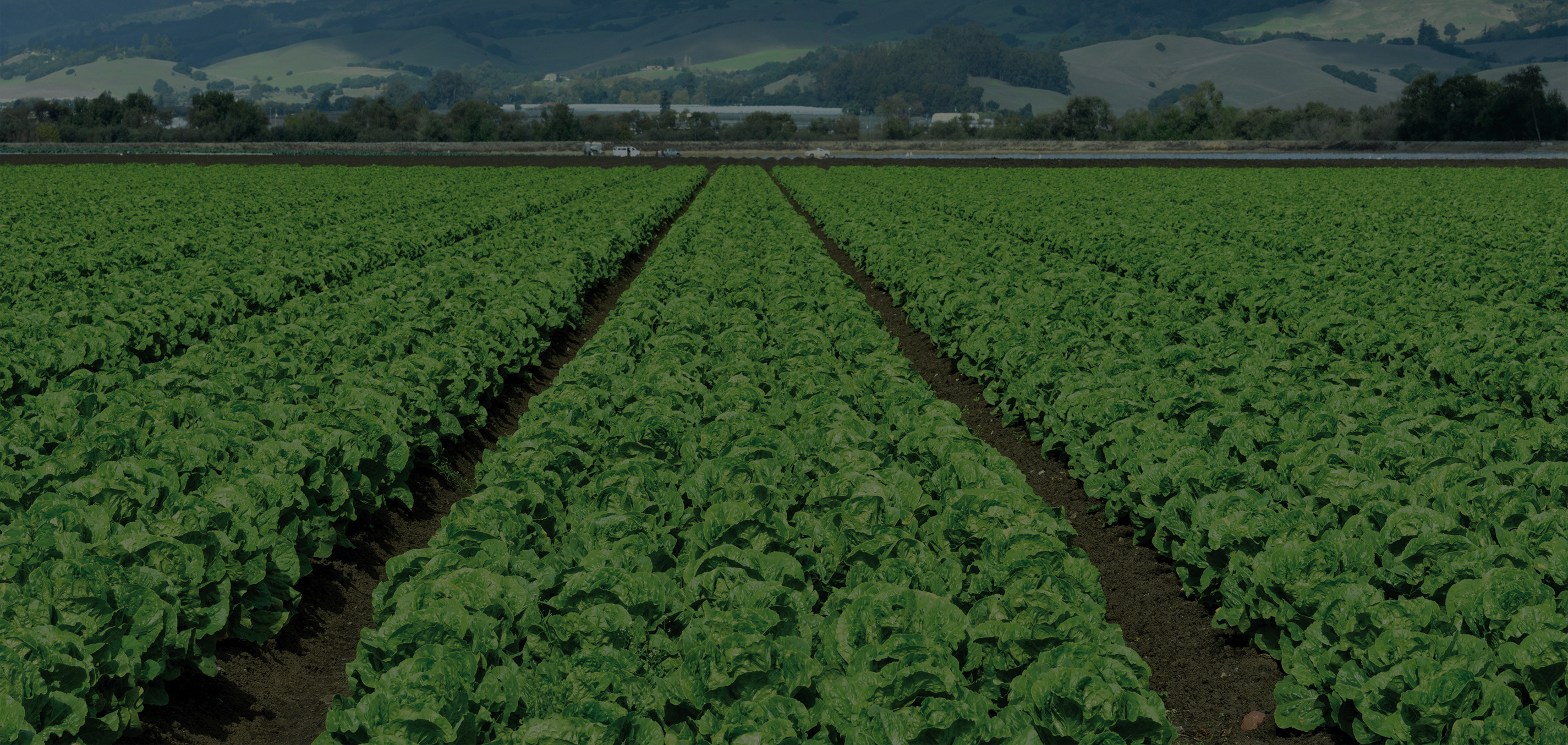 A field of crops